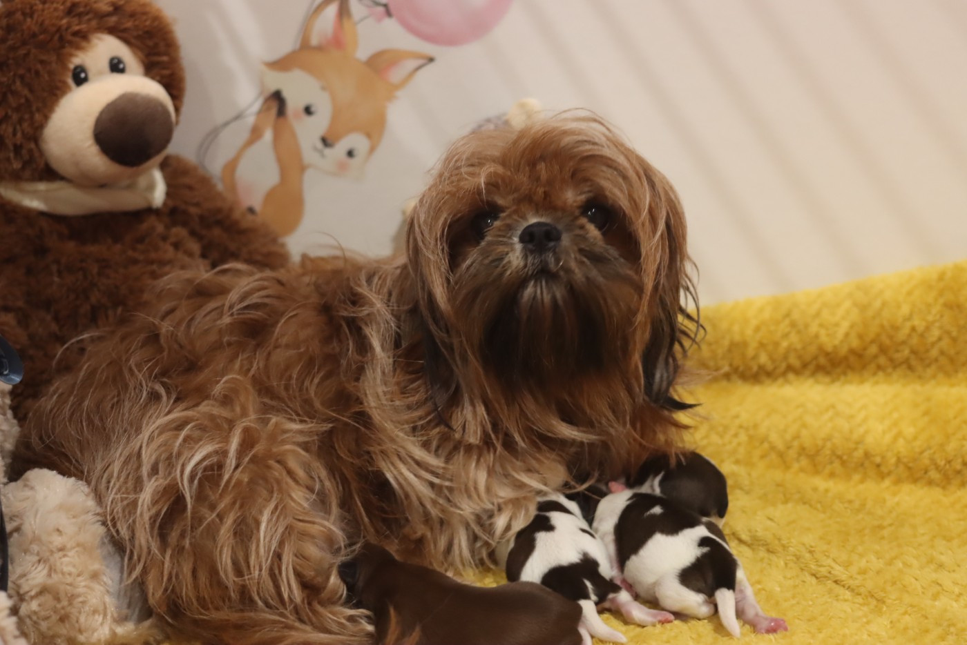 EUGENIE de la ferme des Mottes