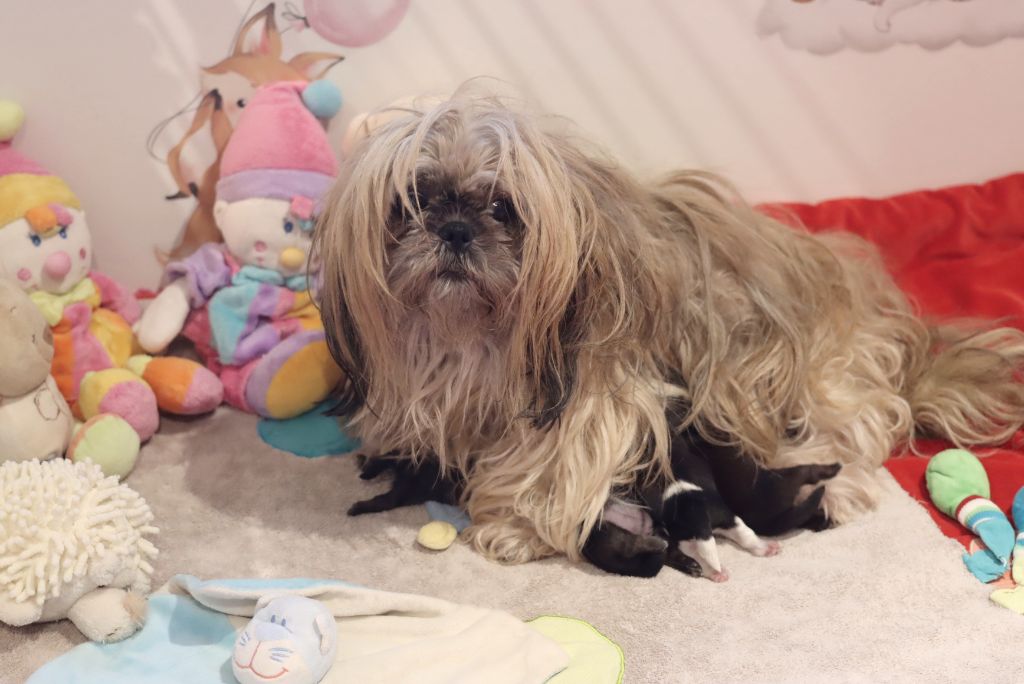Chiot Shih Tzu de la ferme des Mottes