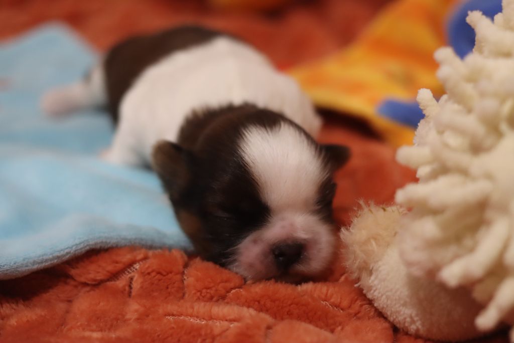 de la ferme des Mottes - Chiots disponibles - Shih Tzu