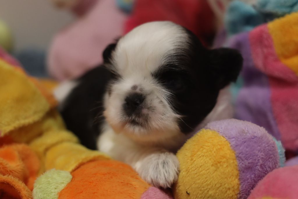 de la ferme des Mottes - Chiots disponibles - Shih Tzu