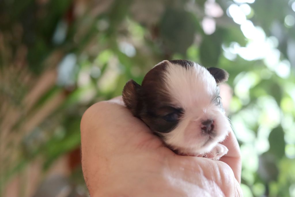 de la ferme des Mottes - Chiots disponibles - Shih Tzu
