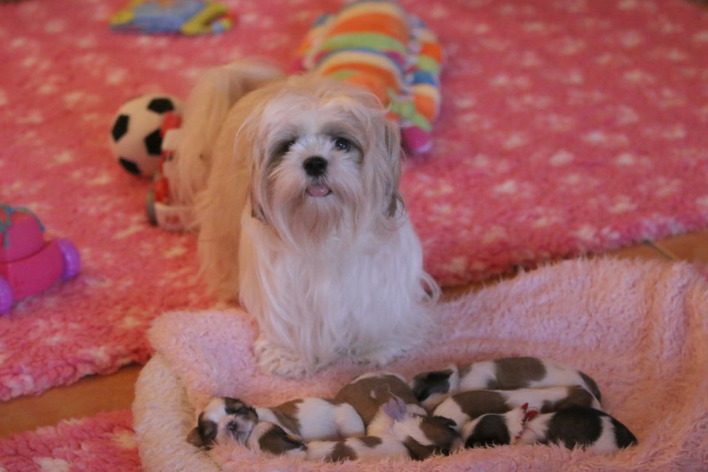 Chiot Shih Tzu de la ferme des Mottes