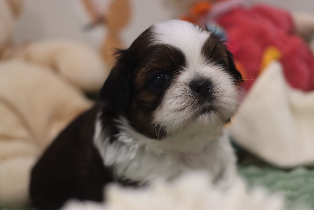 de la ferme des Mottes - Chiots disponibles - Shih Tzu