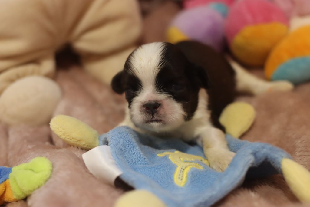 de la ferme des Mottes - Chiots disponibles - Shih Tzu