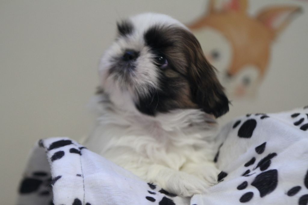 de la ferme des Mottes - Chiots disponibles - Shih Tzu