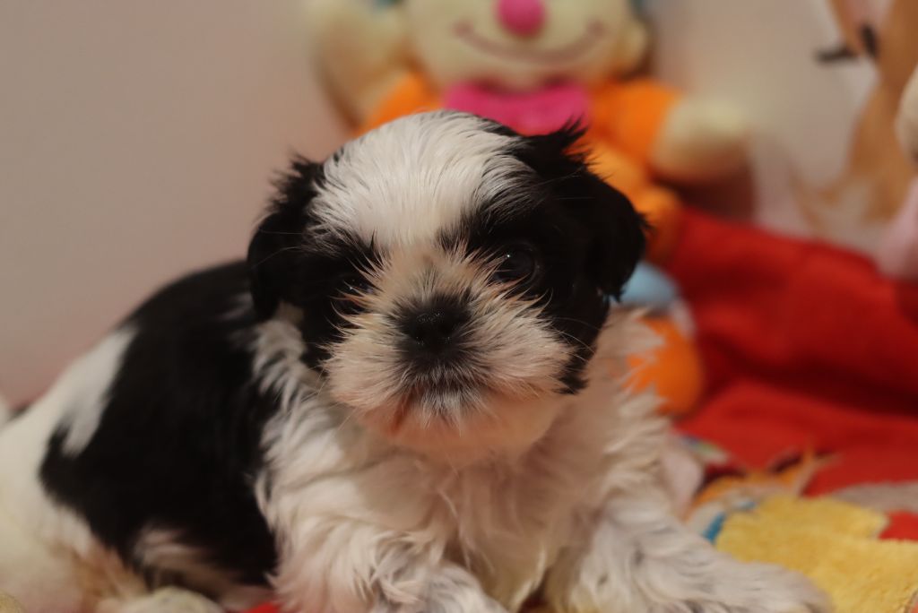 de la ferme des Mottes - Chiots disponibles - Shih Tzu