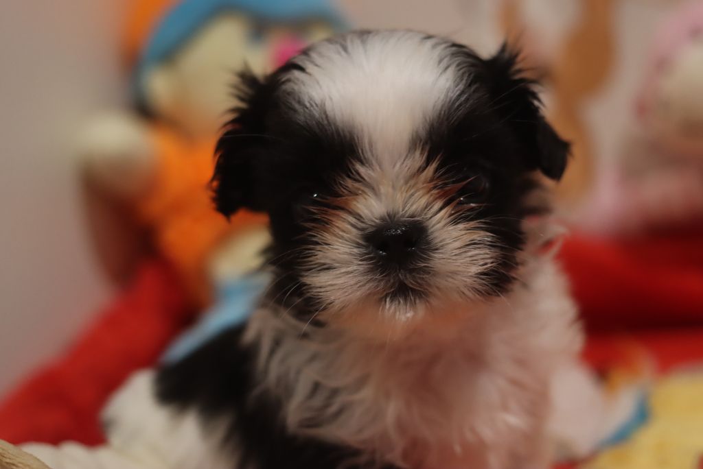 de la ferme des Mottes - Chiots disponibles - Shih Tzu