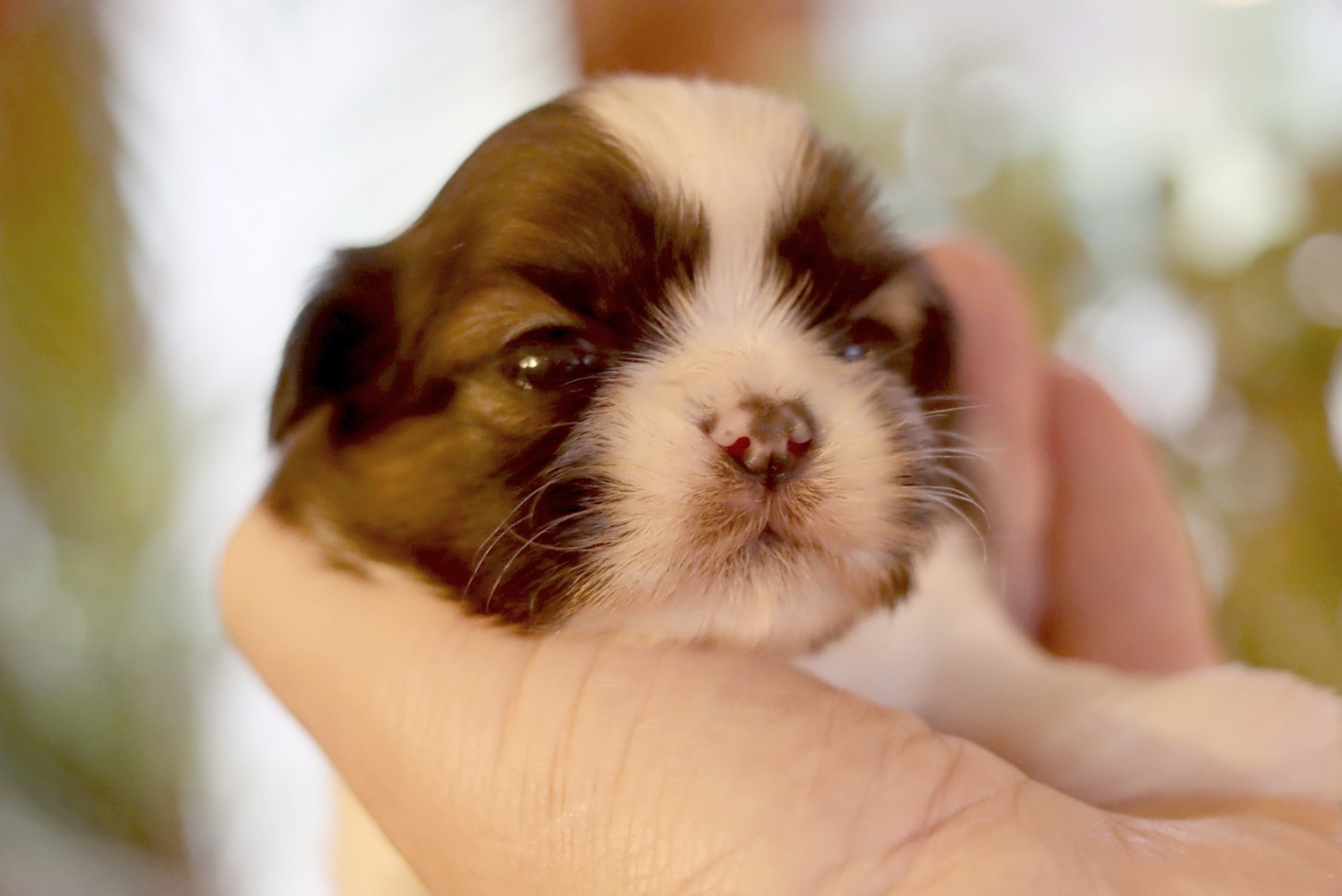 de la ferme des Mottes - Chiots disponibles - Shih Tzu