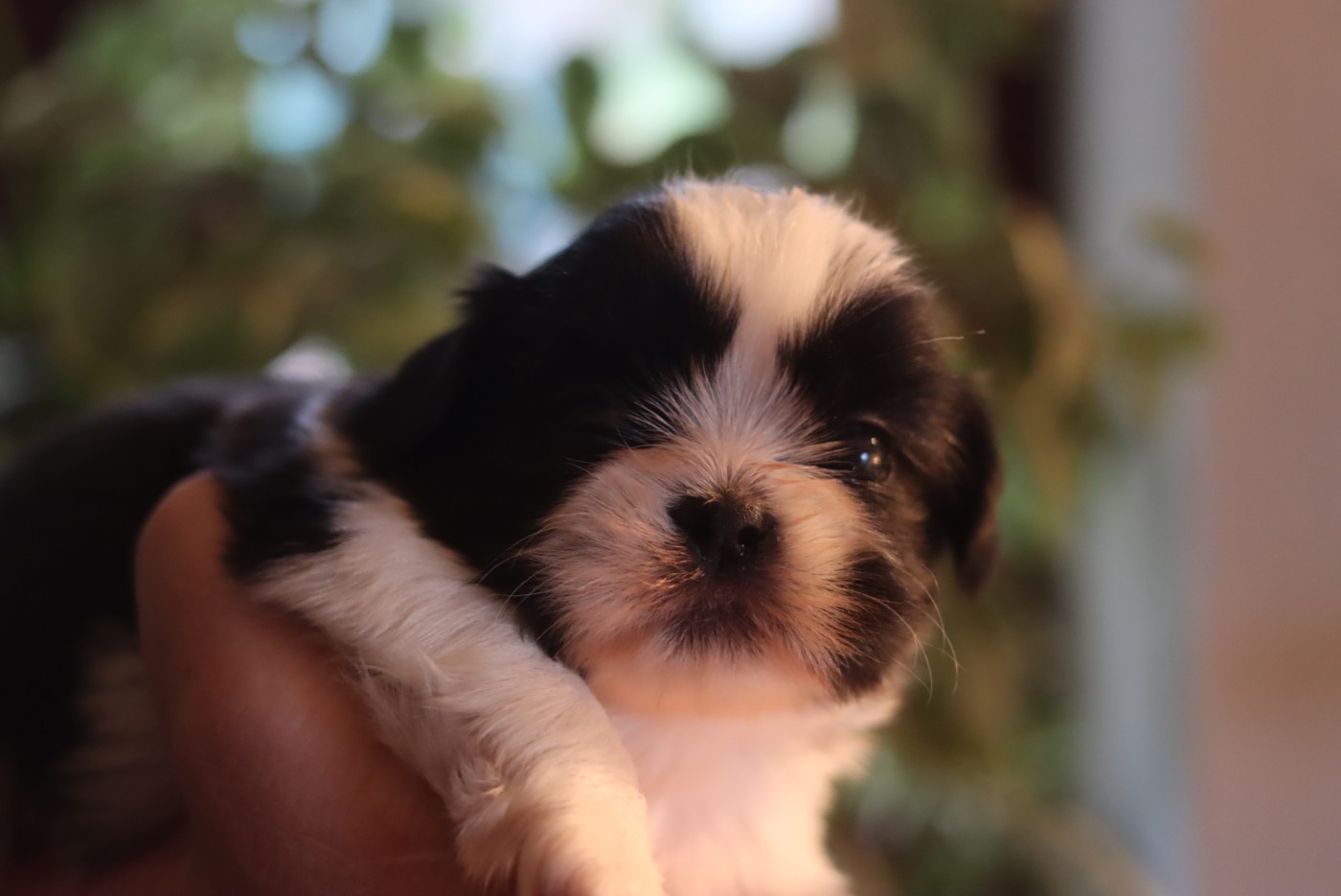 de la ferme des Mottes - Chiots disponibles - Shih Tzu