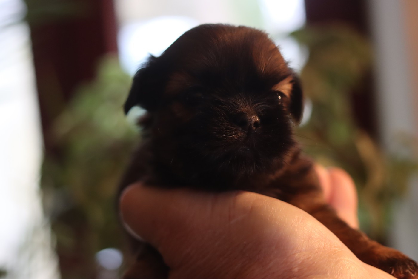 de la ferme des Mottes - Chiots disponibles - Shih Tzu