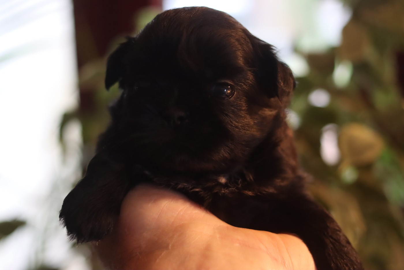 de la ferme des Mottes - Chiots disponibles - Shih Tzu