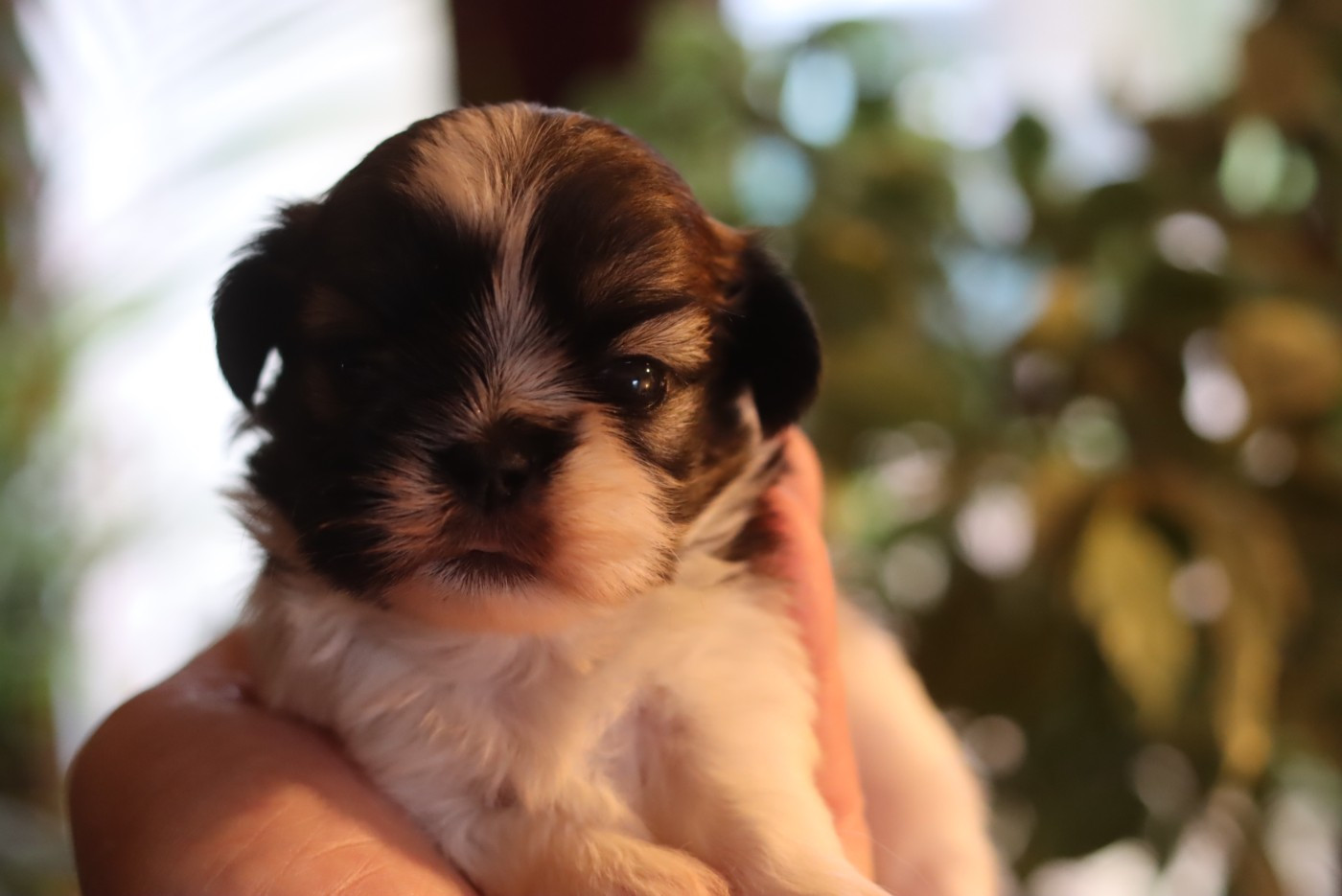 de la ferme des Mottes - Chiots disponibles - Shih Tzu