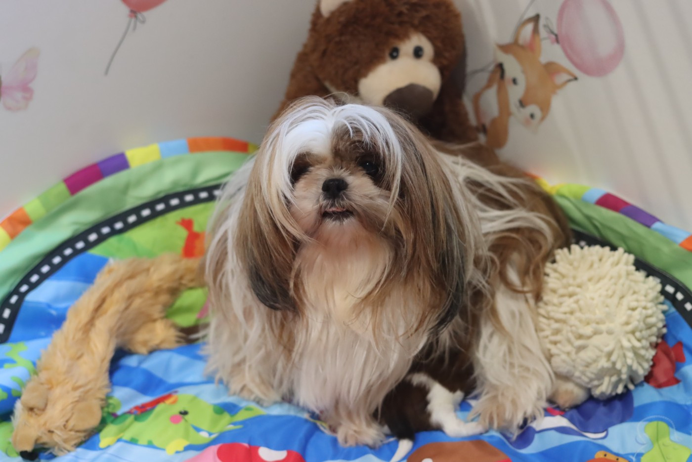 de la ferme des Mottes - Shih Tzu - Portée née le 25/11/2025