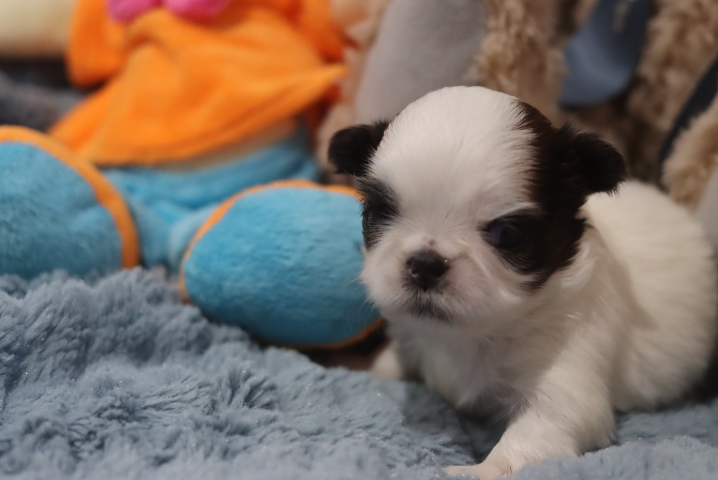 de la ferme des Mottes - Chiots disponibles - Shih Tzu