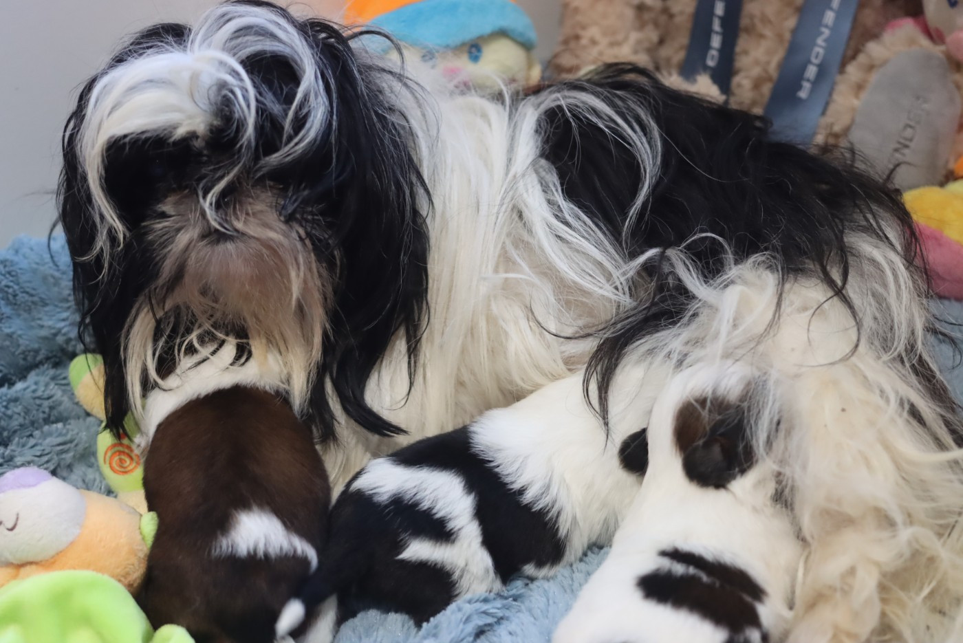 Chiot Shih Tzu de la ferme des Mottes