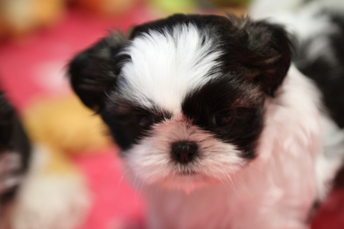 de la ferme des Mottes - Chiots disponibles - Shih Tzu