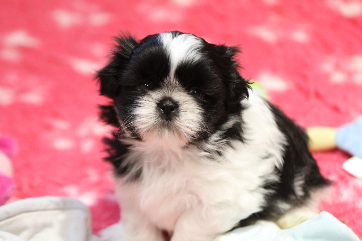 de la ferme des Mottes - Chiots disponibles - Shih Tzu