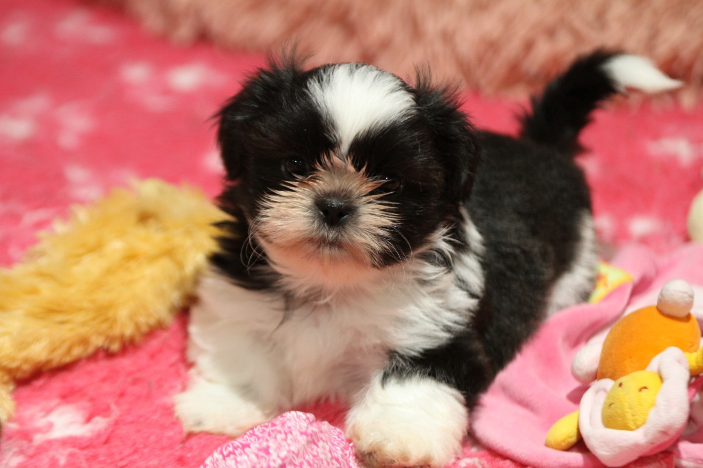 de la ferme des Mottes - Chiots disponibles - Shih Tzu