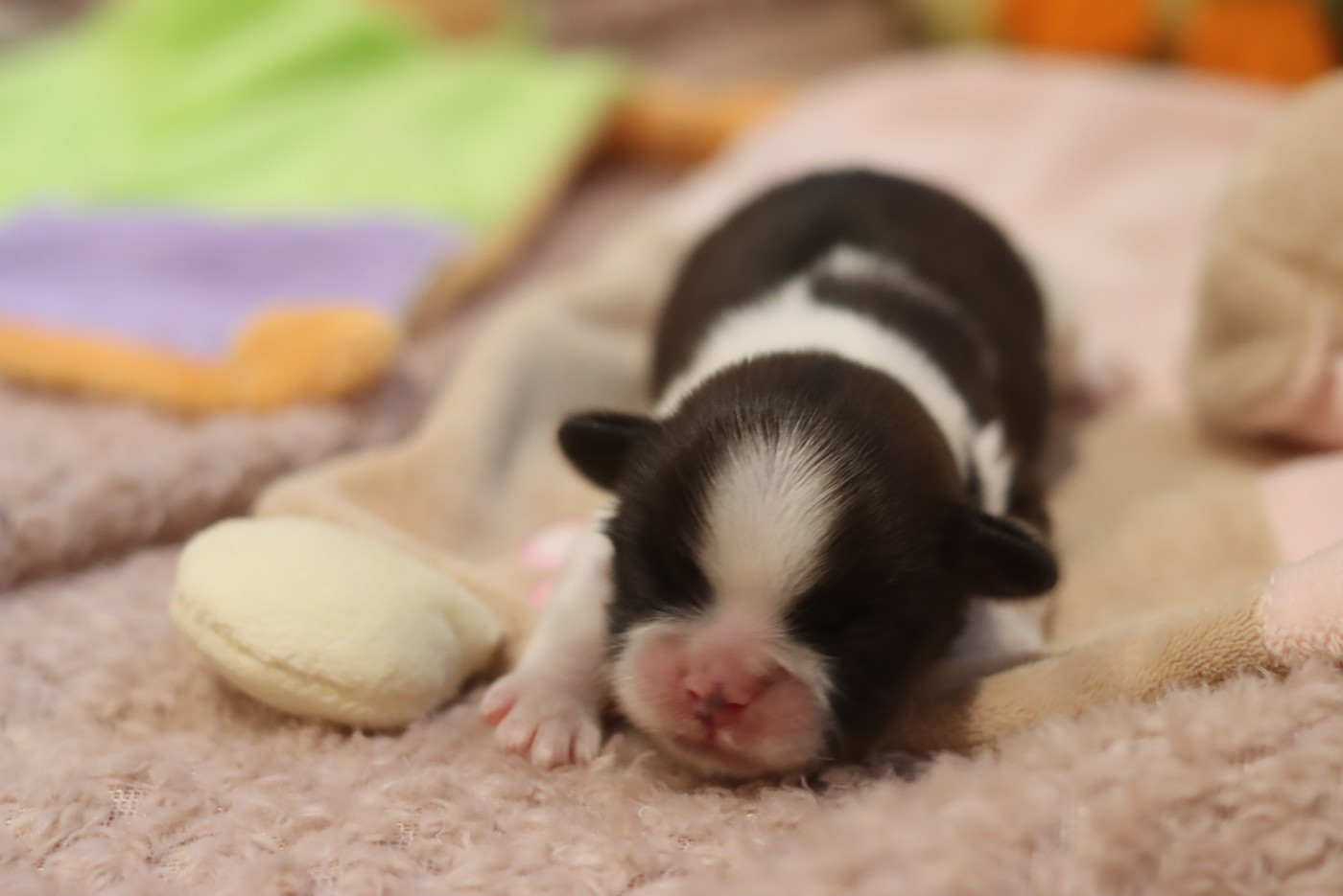 de la ferme des Mottes - Chiots disponibles - Shih Tzu