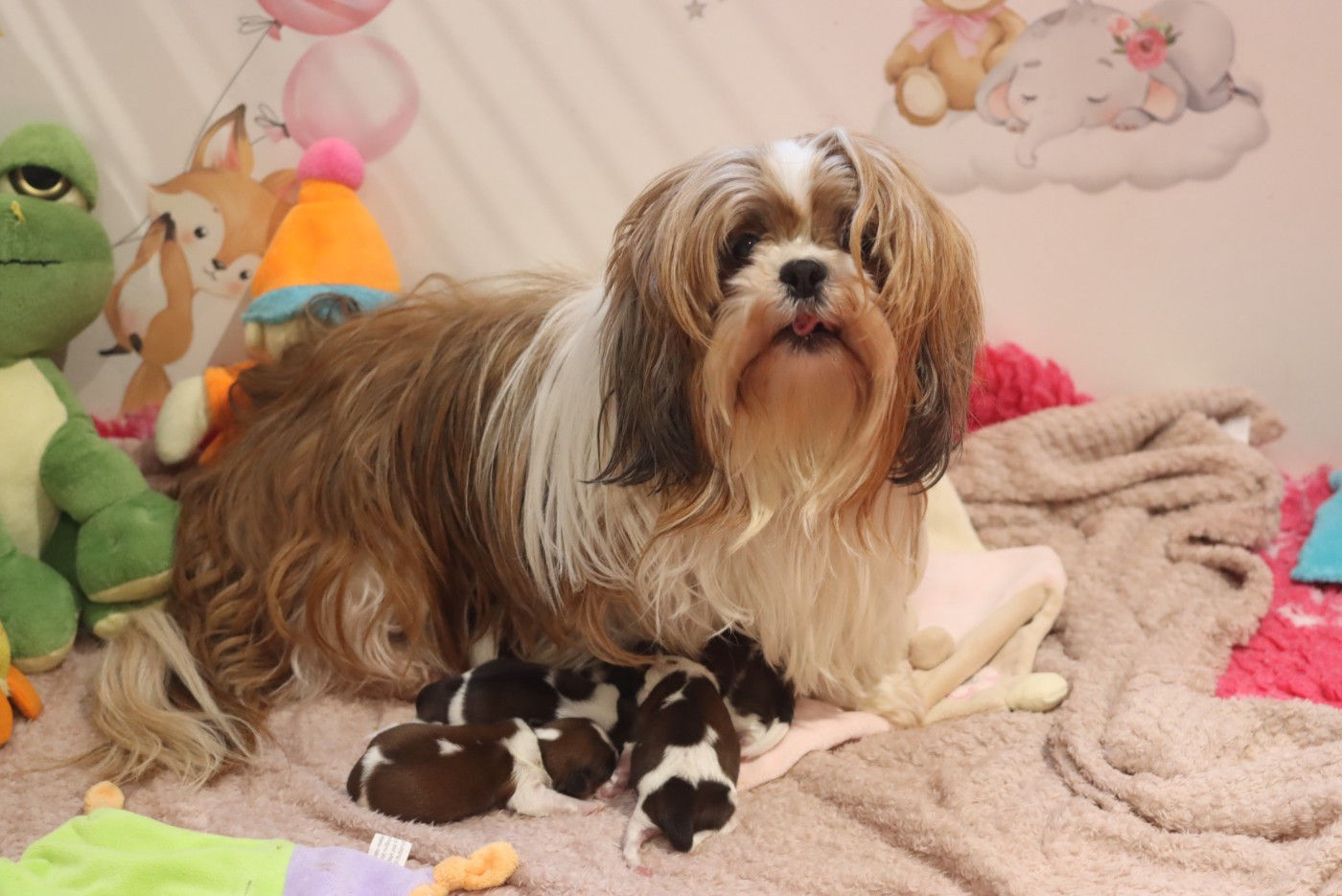 Chiot Shih Tzu de la ferme des Mottes