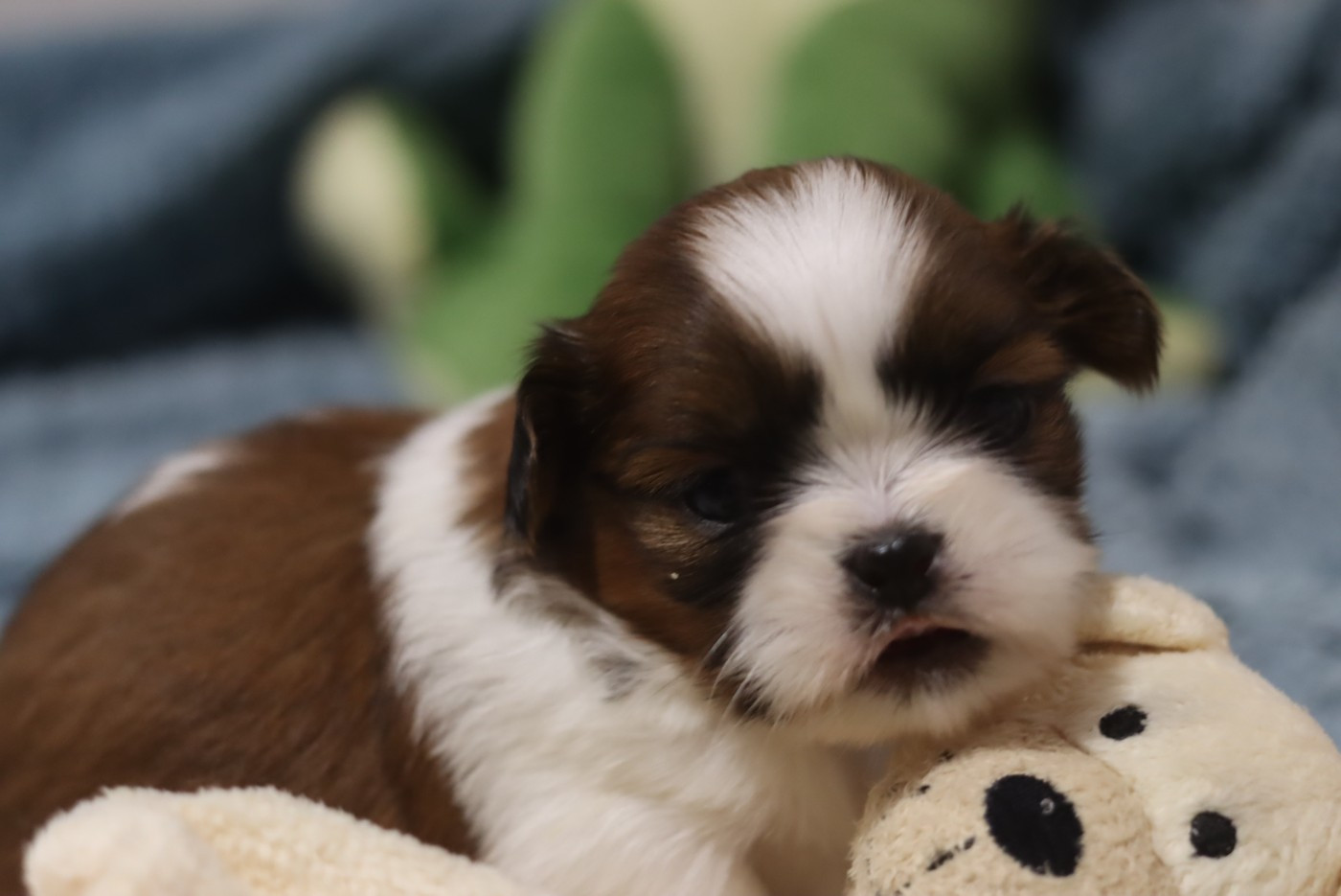 de la ferme des Mottes - Chiots disponibles - Shih Tzu