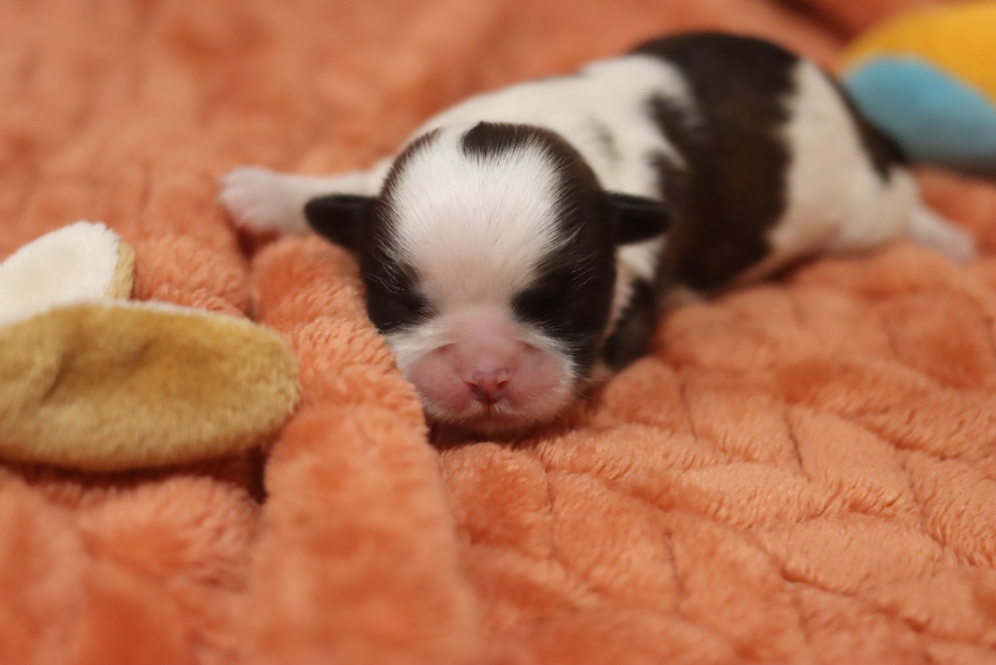 de la ferme des Mottes - Chiots disponibles - Shih Tzu