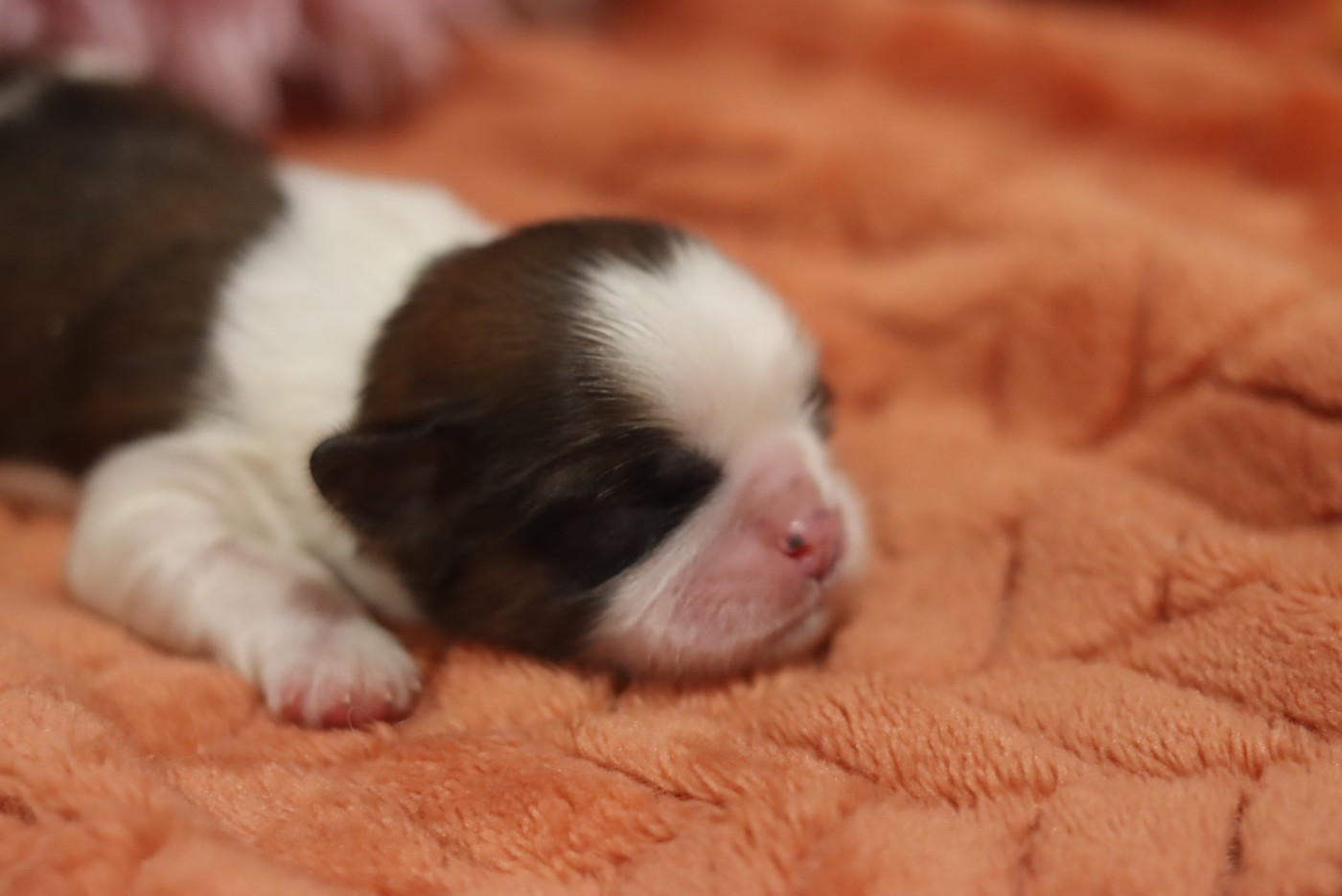 de la ferme des Mottes - Chiots disponibles - Shih Tzu