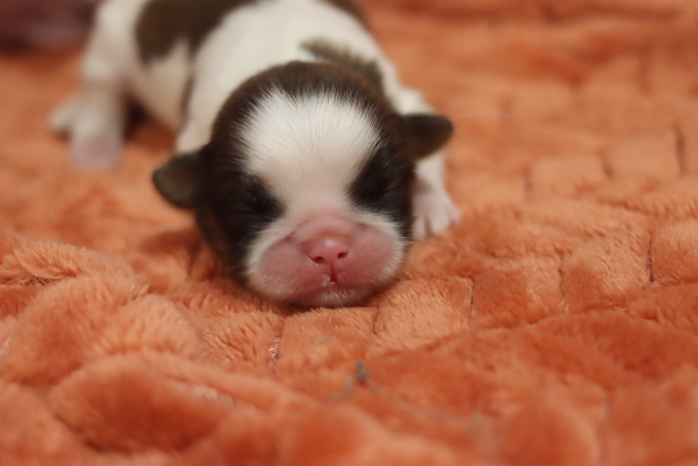 de la ferme des Mottes - Chiots disponibles - Shih Tzu