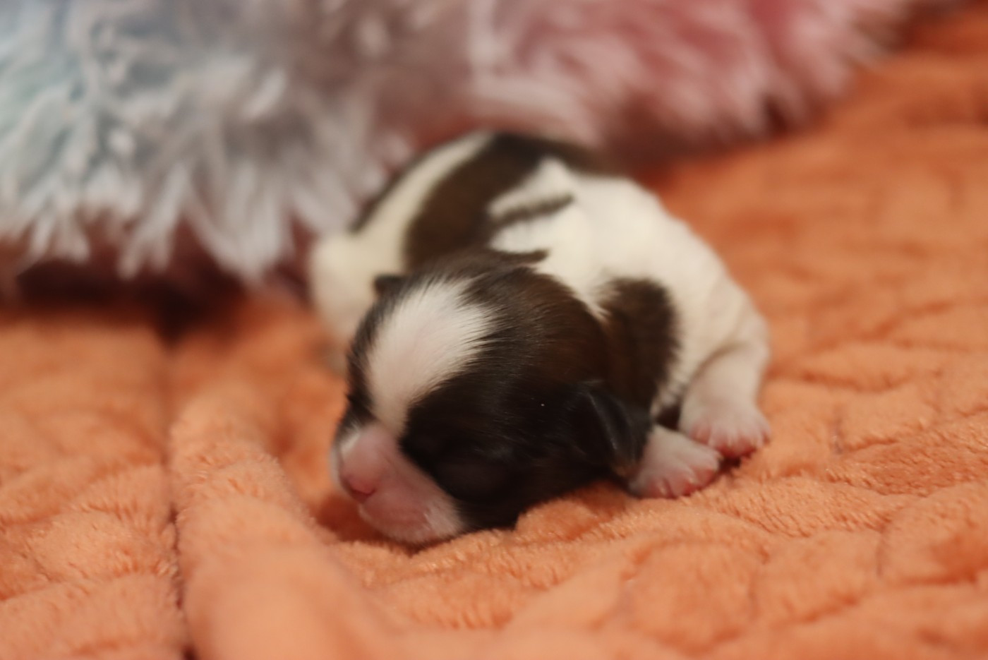 de la ferme des Mottes - Chiots disponibles - Shih Tzu