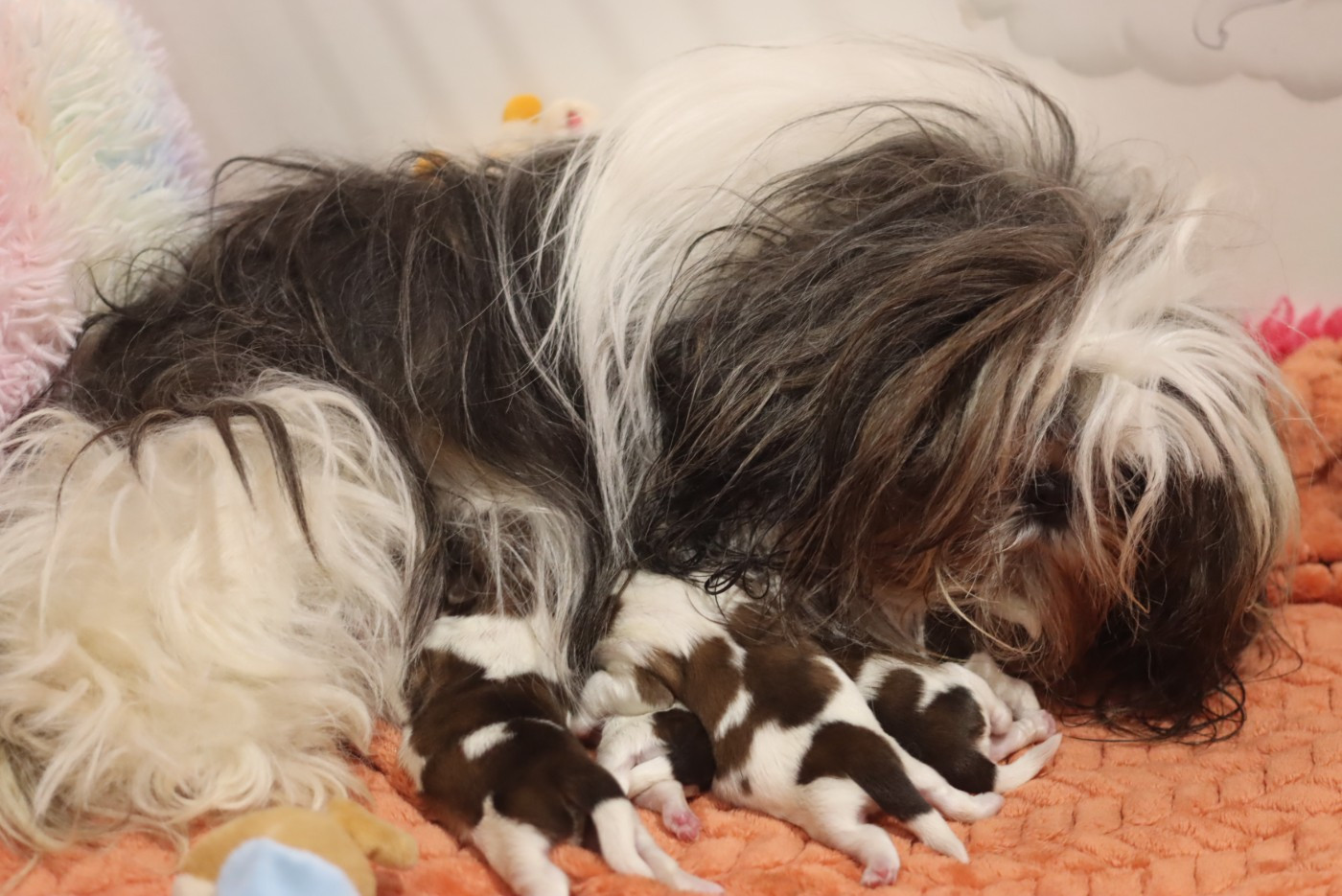 Chiot Shih Tzu de la ferme des Mottes
