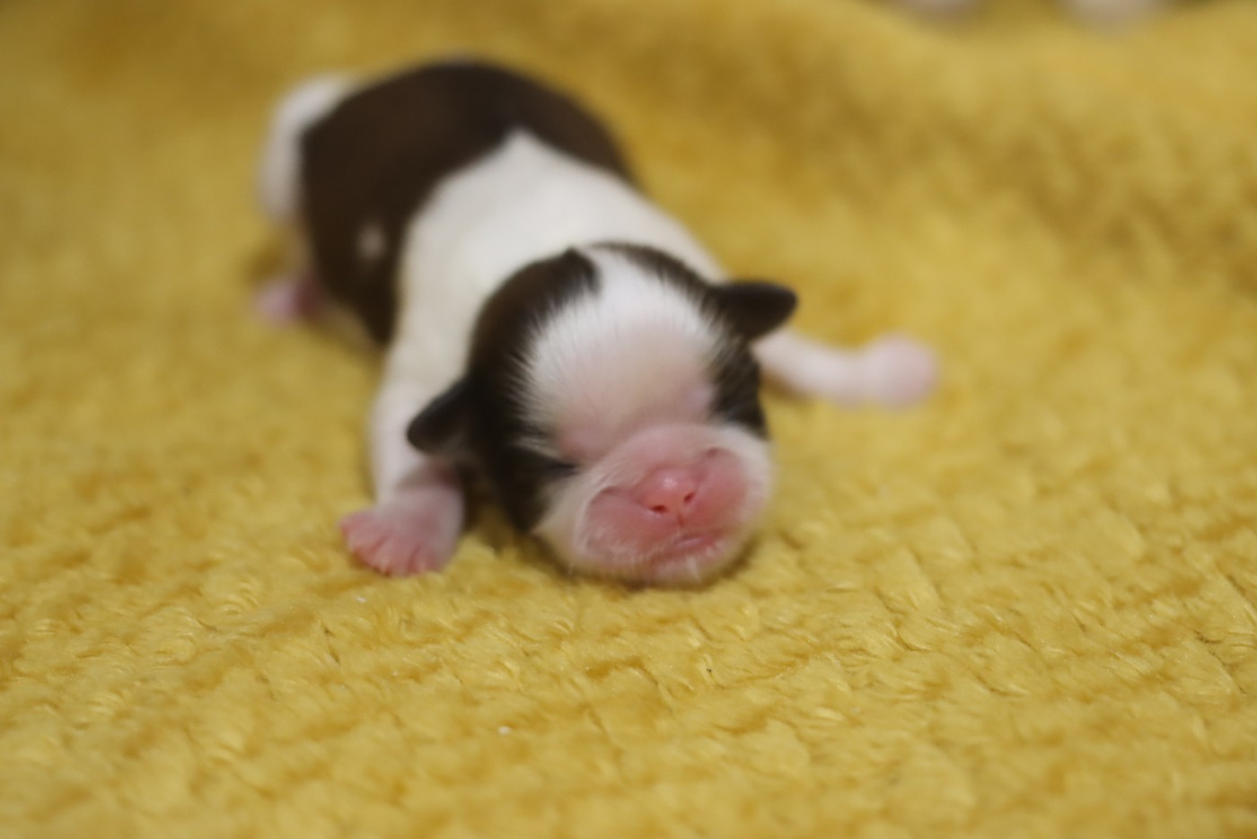 de la ferme des Mottes - Chiots disponibles - Shih Tzu