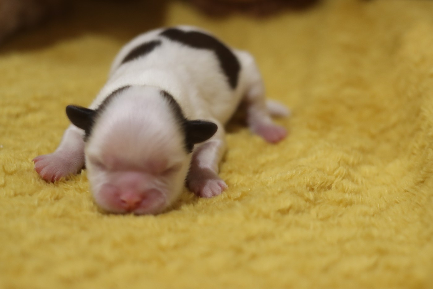 de la ferme des Mottes - Chiots disponibles - Shih Tzu