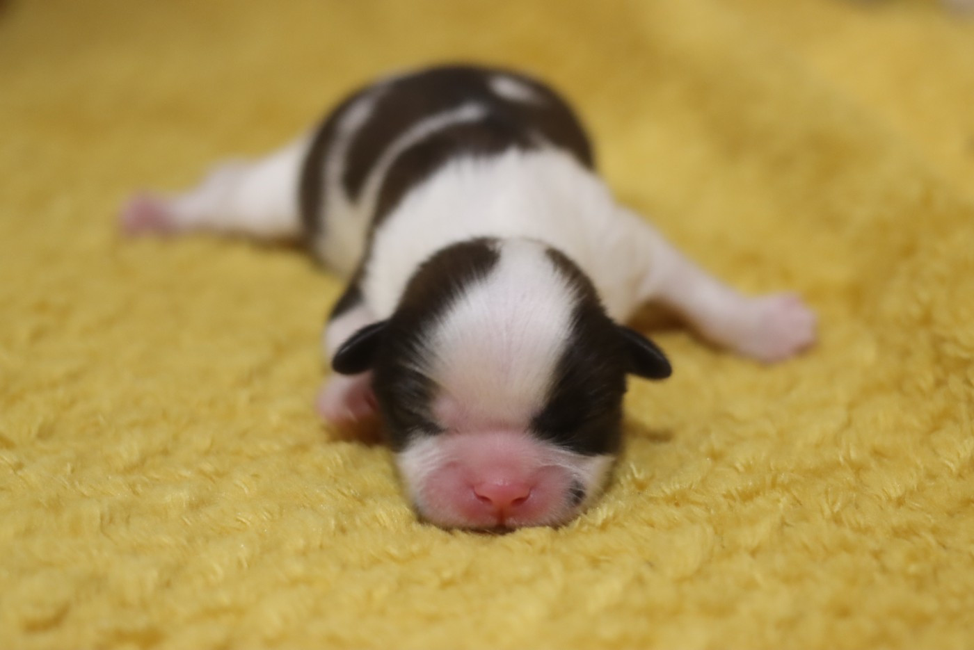 de la ferme des Mottes - Chiots disponibles - Shih Tzu