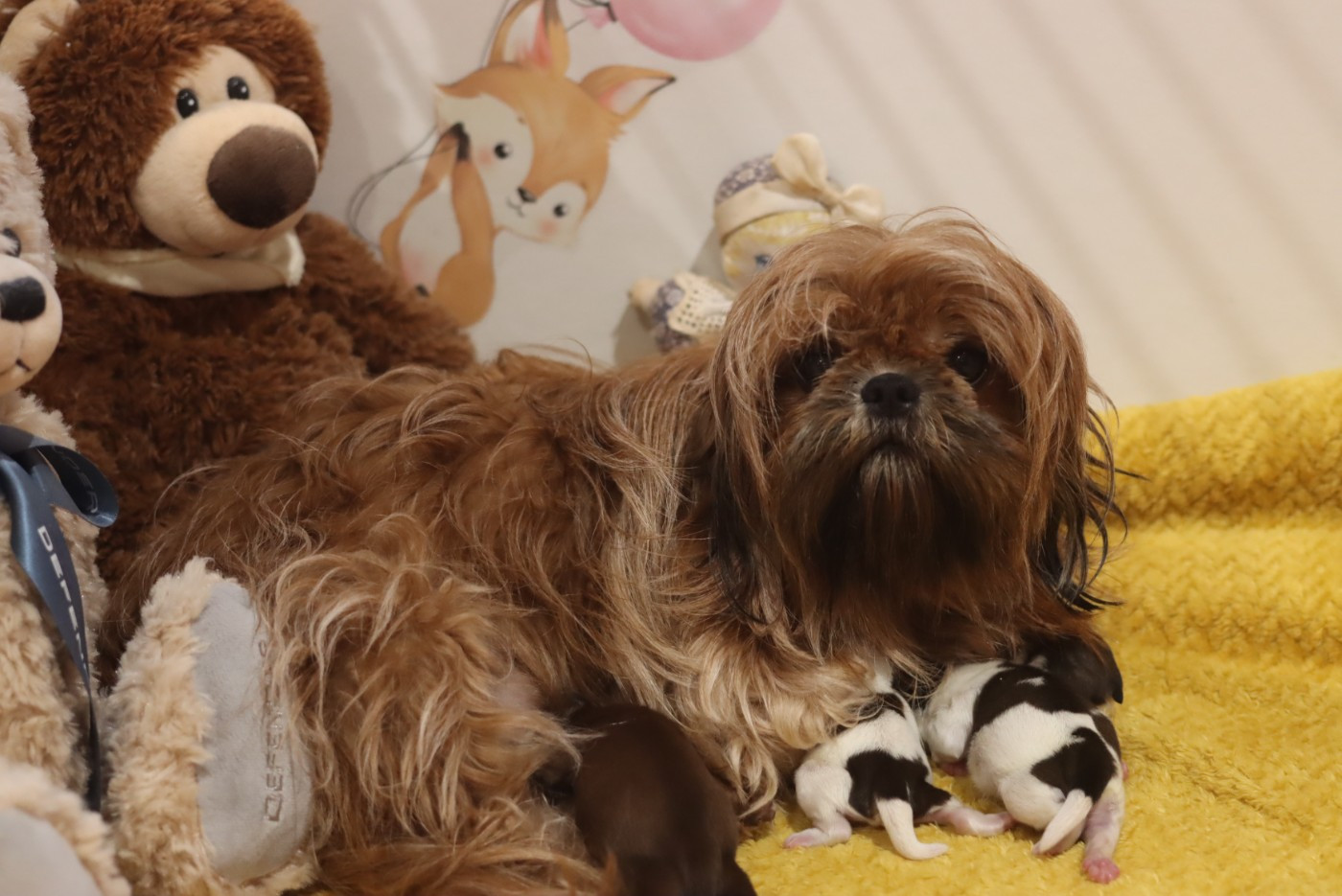 Chiot Shih Tzu de la ferme des Mottes