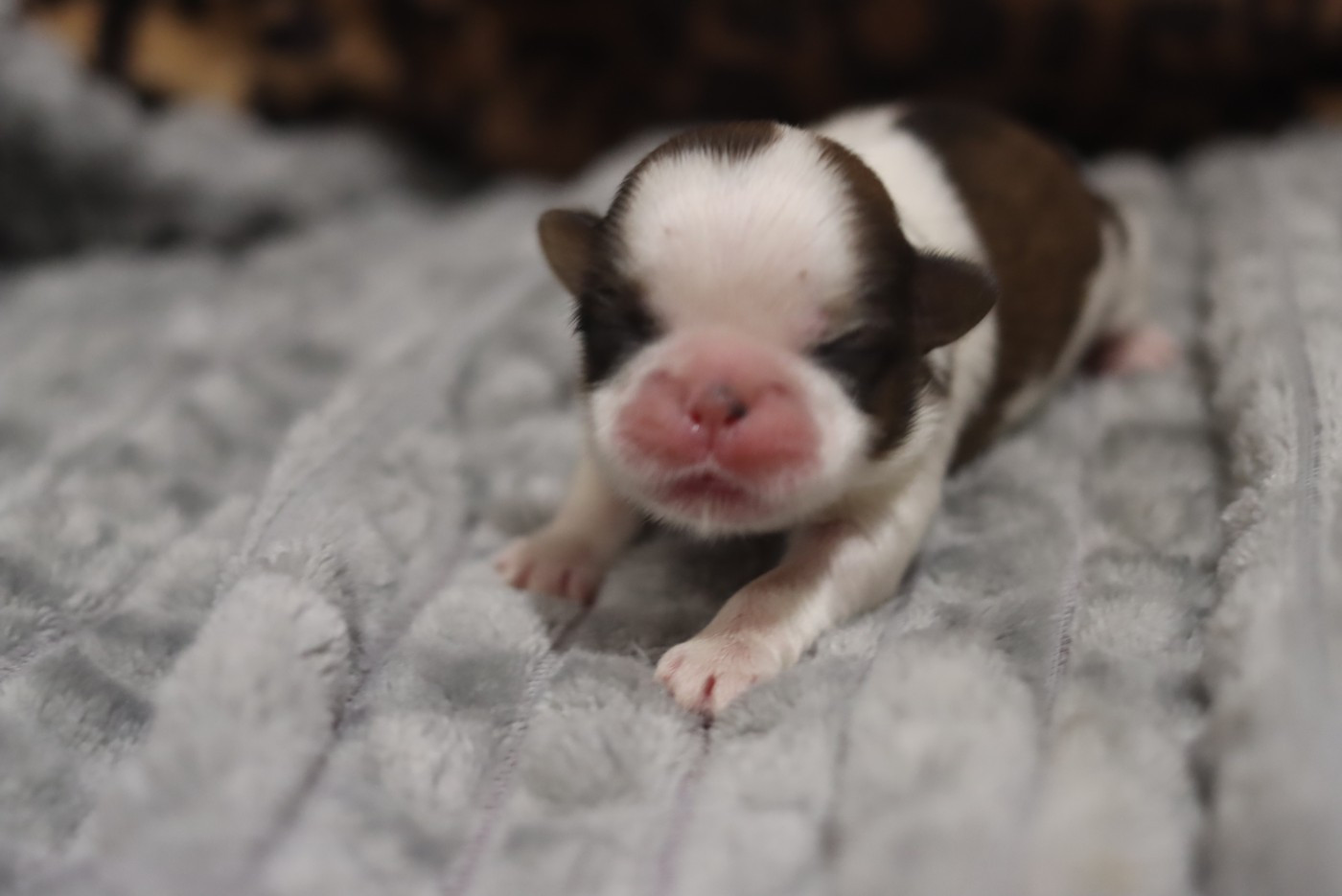 de la ferme des Mottes - Chiots disponibles - Shih Tzu