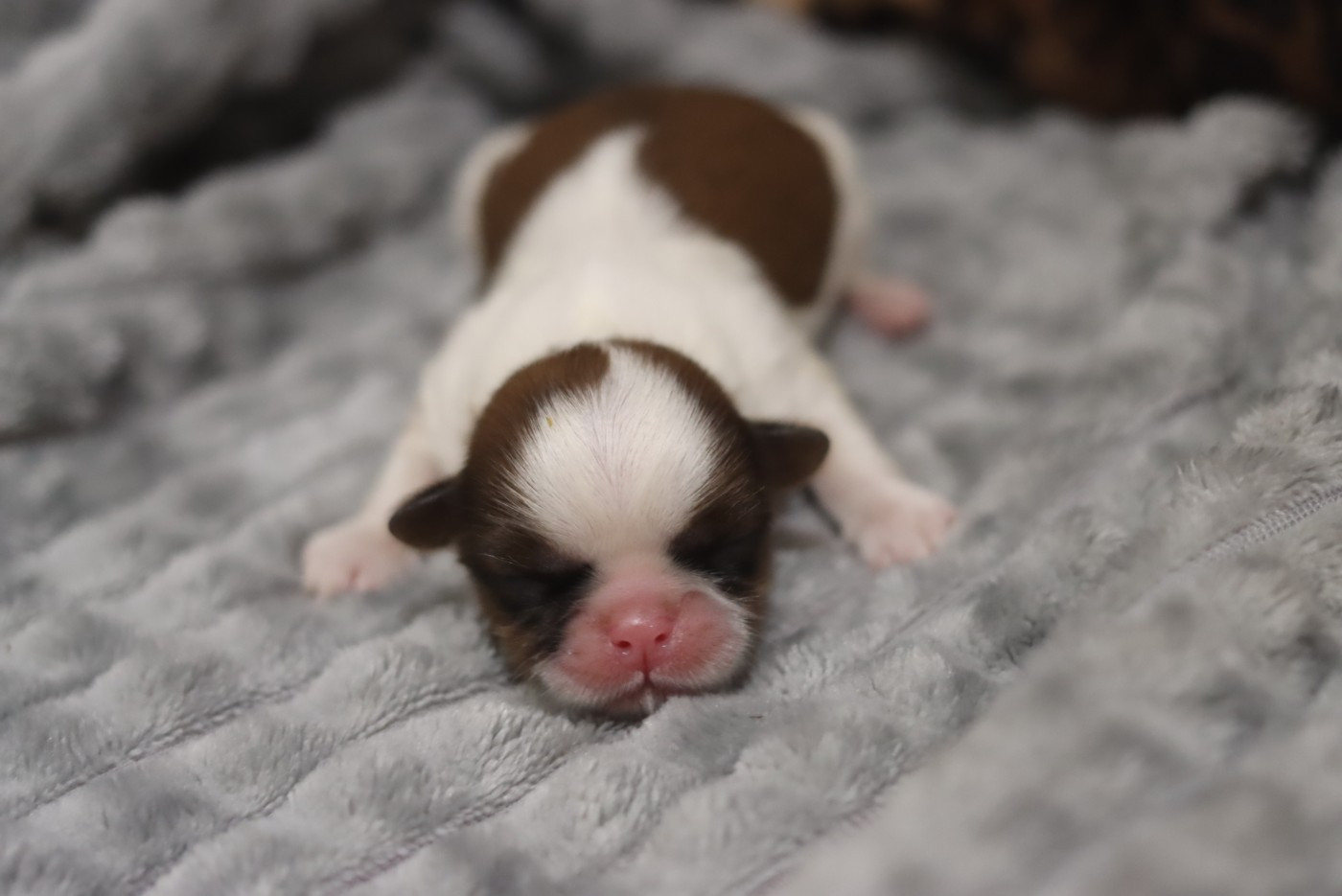 de la ferme des Mottes - Chiots disponibles - Shih Tzu