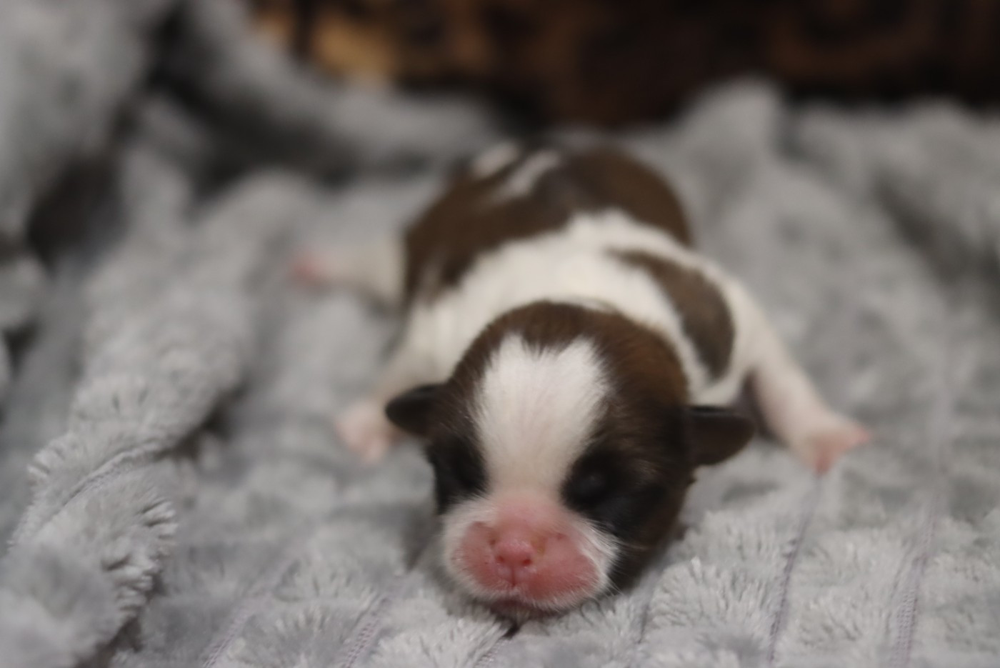 de la ferme des Mottes - Chiots disponibles - Shih Tzu