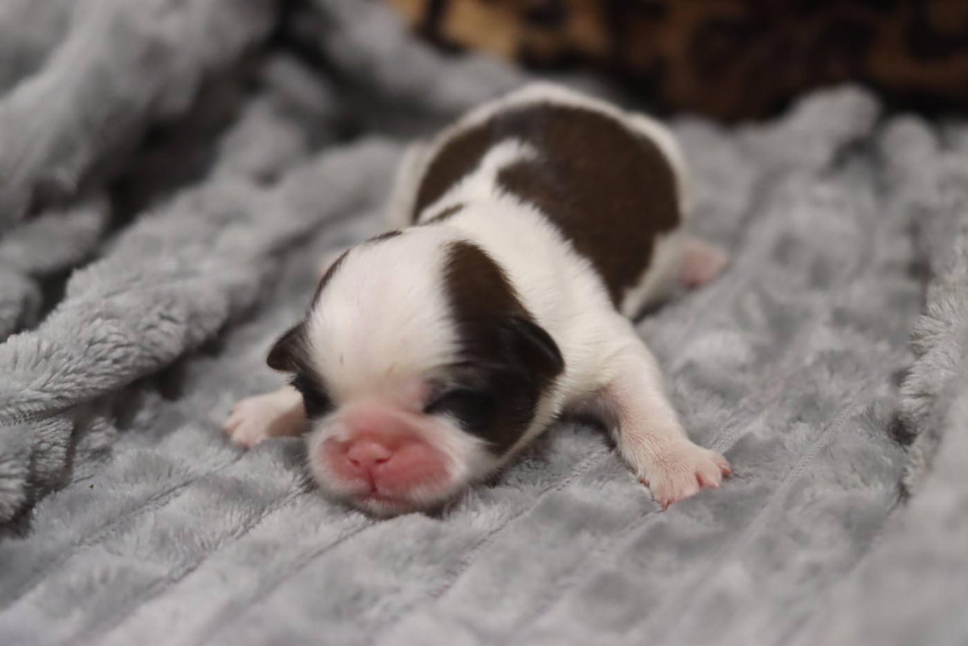 de la ferme des Mottes - Chiots disponibles - Shih Tzu