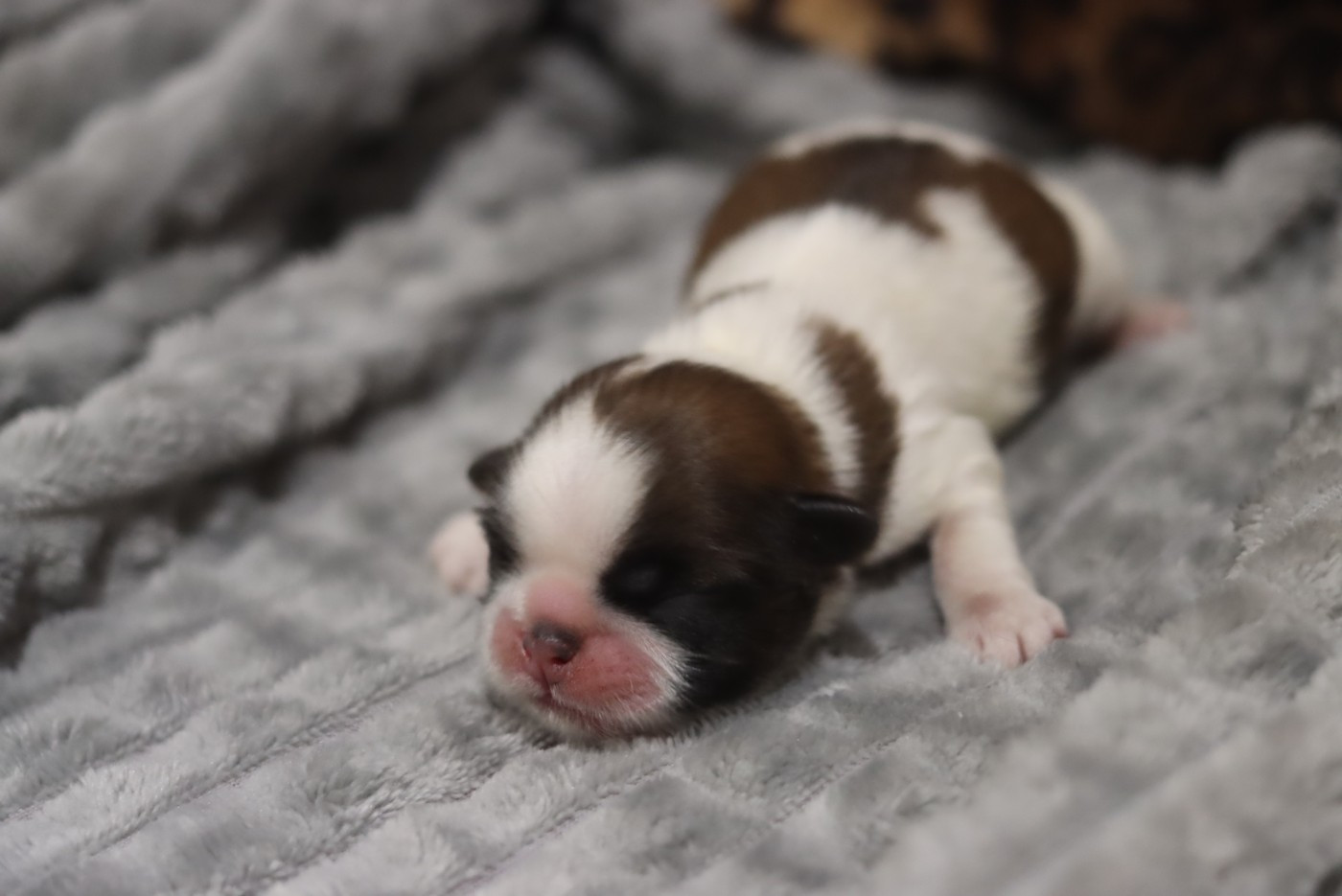 de la ferme des Mottes - Chiots disponibles - Shih Tzu