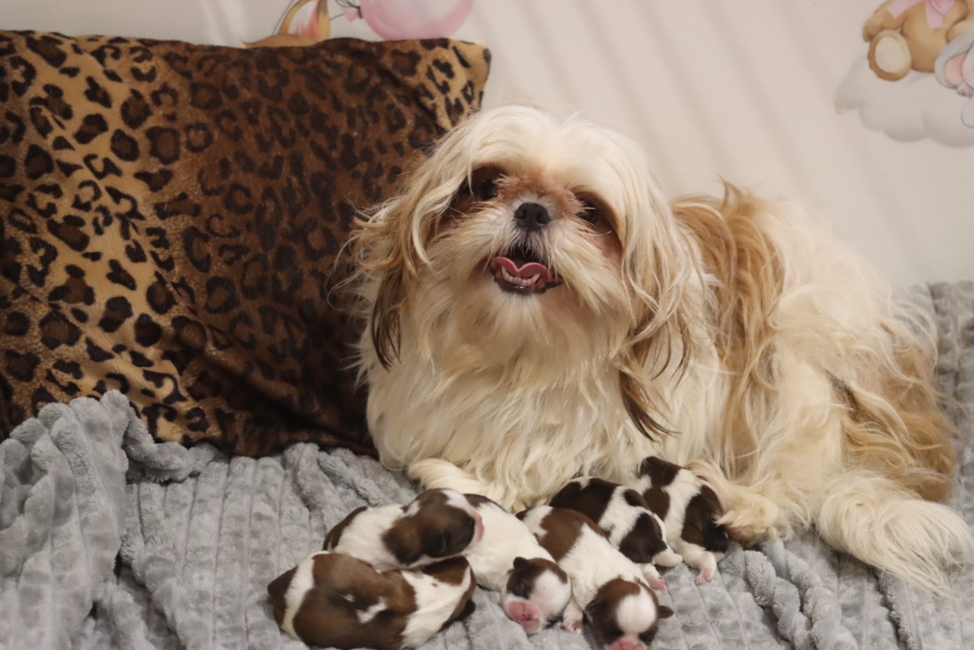 Chiot Shih Tzu de la ferme des Mottes
