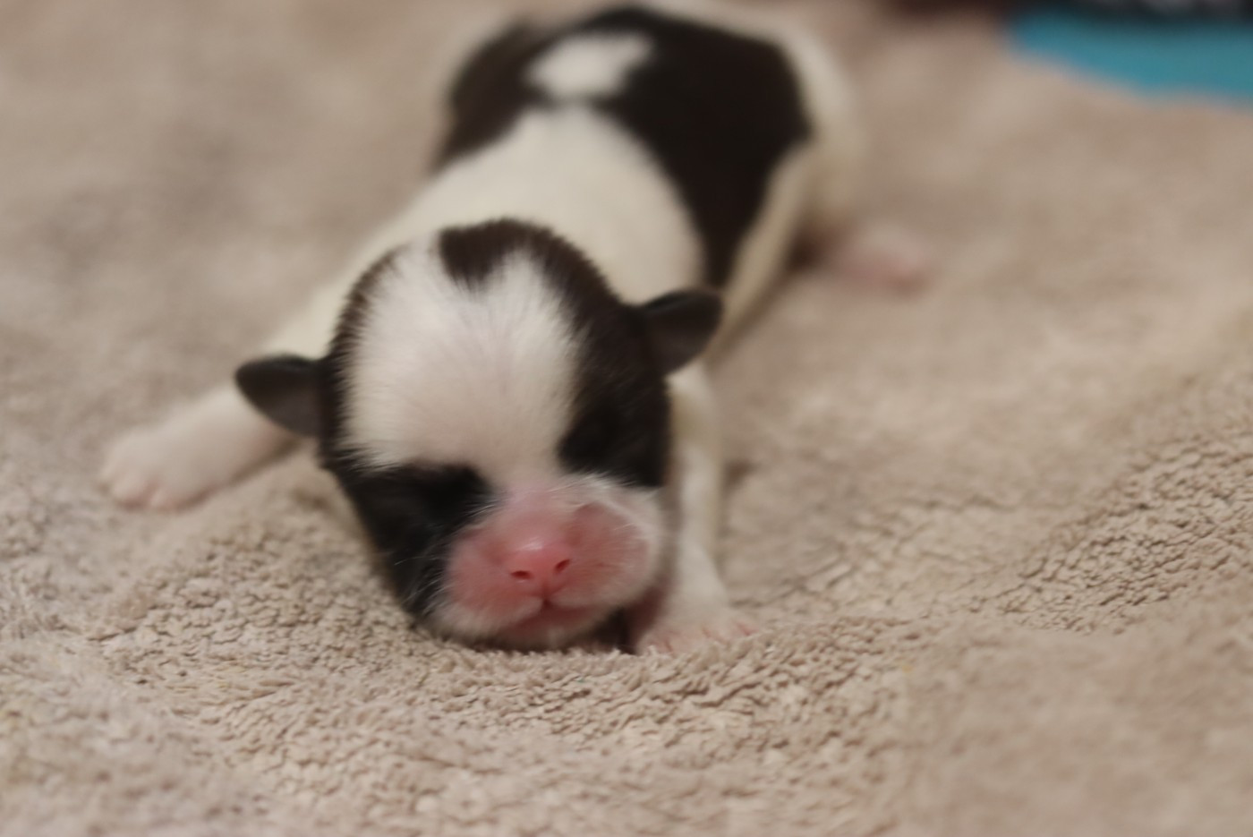 de la ferme des Mottes - Chiots disponibles - Shih Tzu