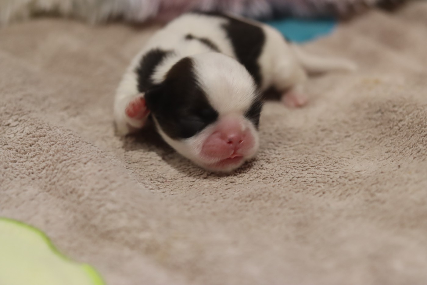 de la ferme des Mottes - Chiots disponibles - Shih Tzu