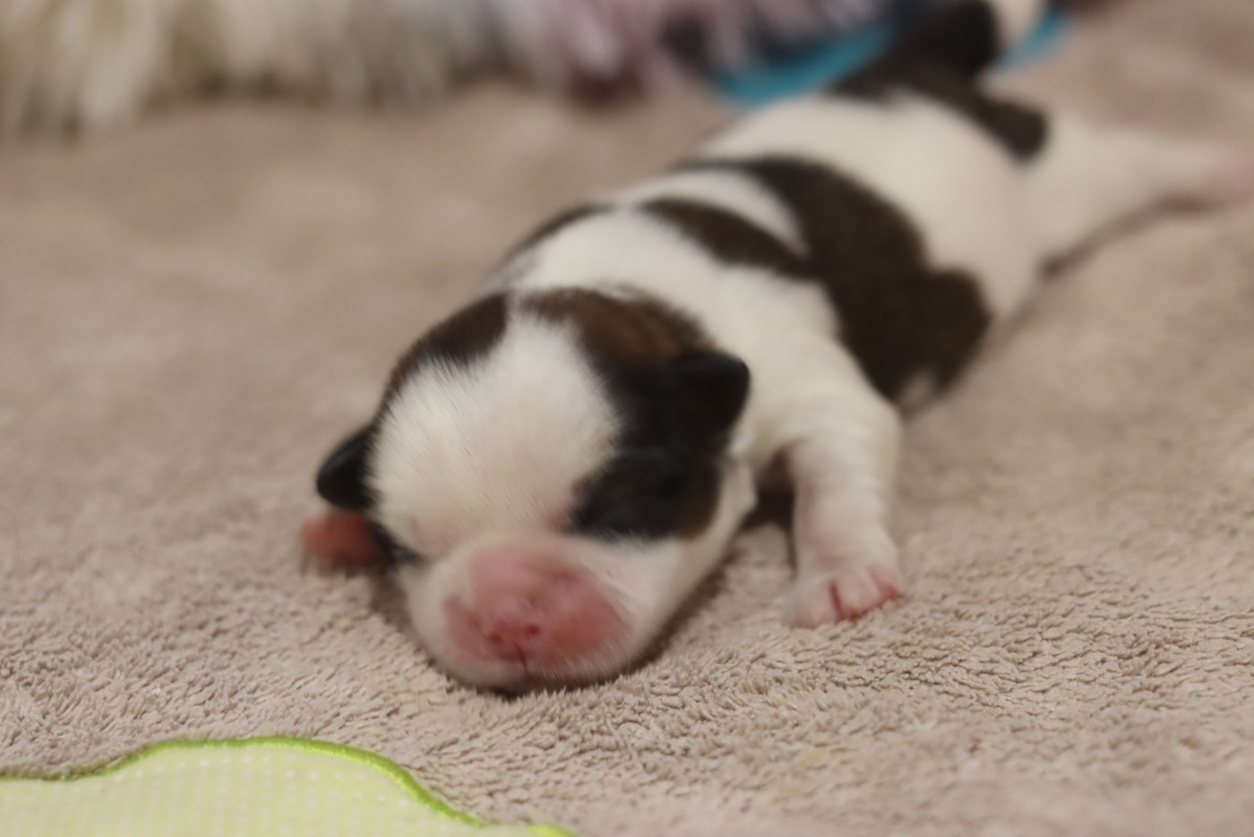 de la ferme des Mottes - Chiots disponibles - Shih Tzu