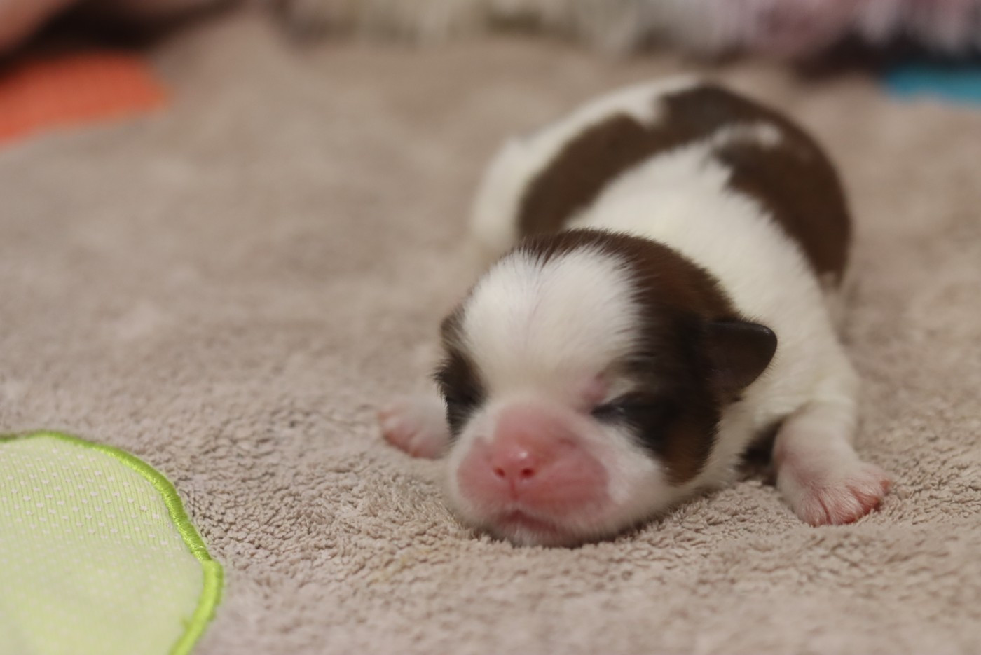 de la ferme des Mottes - Chiots disponibles - Shih Tzu