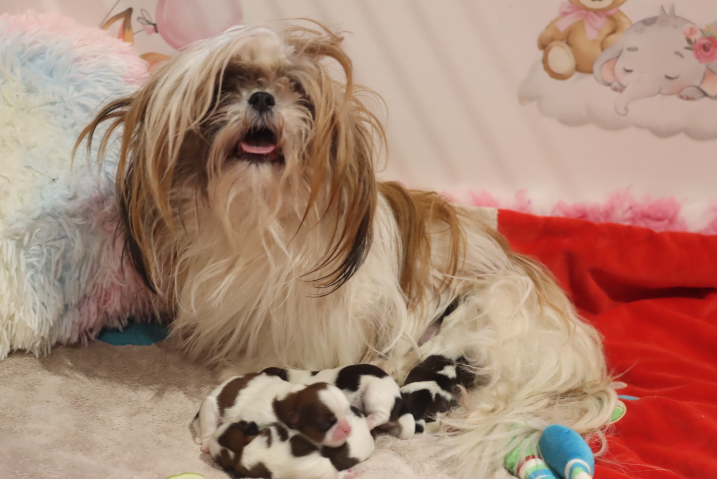 de la ferme des Mottes - Shih Tzu - Portée née le 28/01/2026