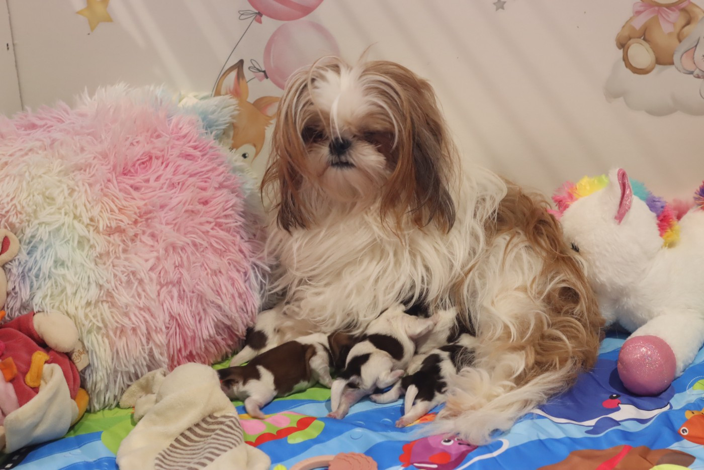 Chiot Shih Tzu de la ferme des Mottes