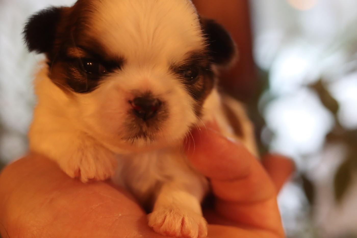 de la ferme des Mottes - Chiots disponibles - Shih Tzu
