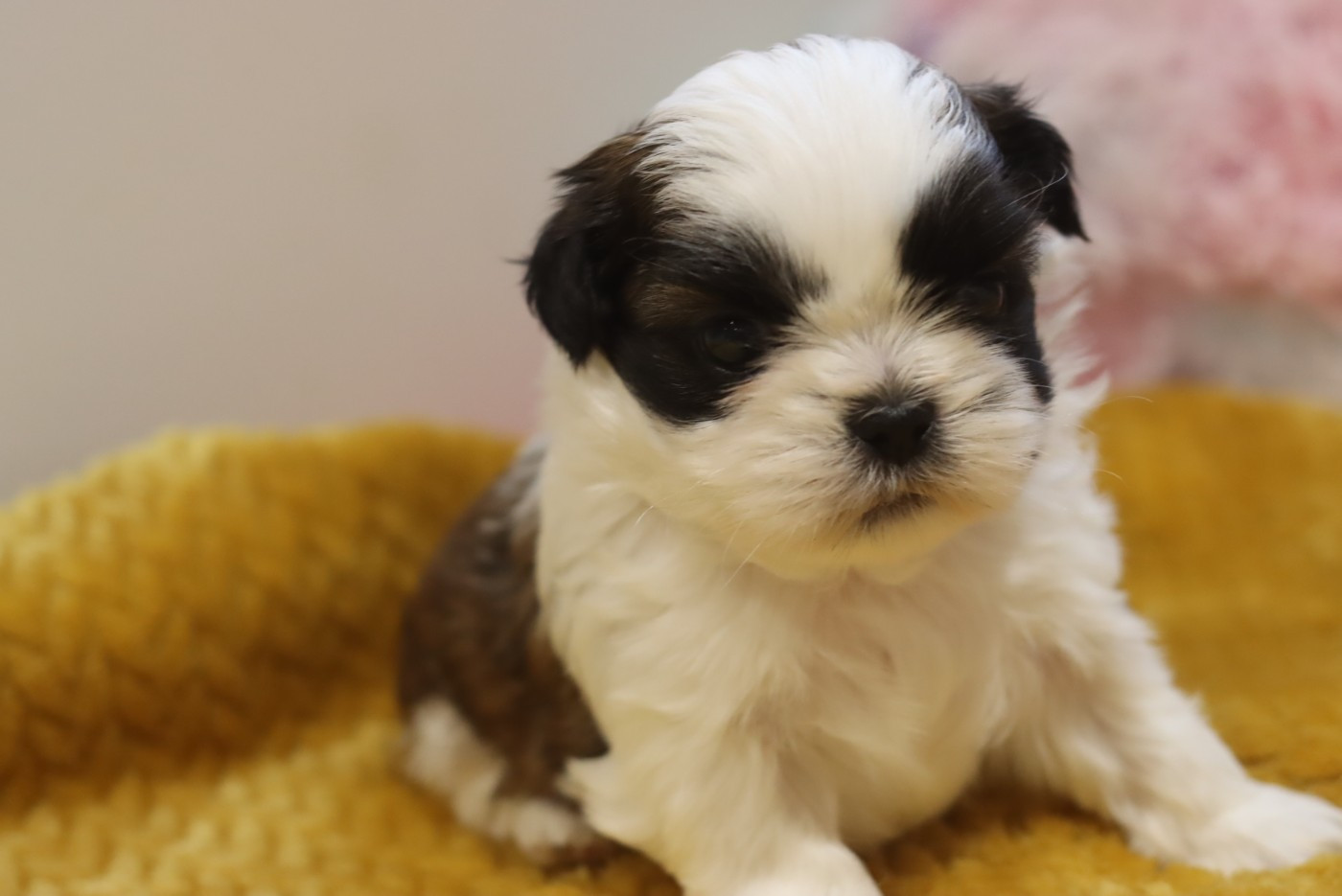 de la ferme des Mottes - Chiots disponibles - Shih Tzu