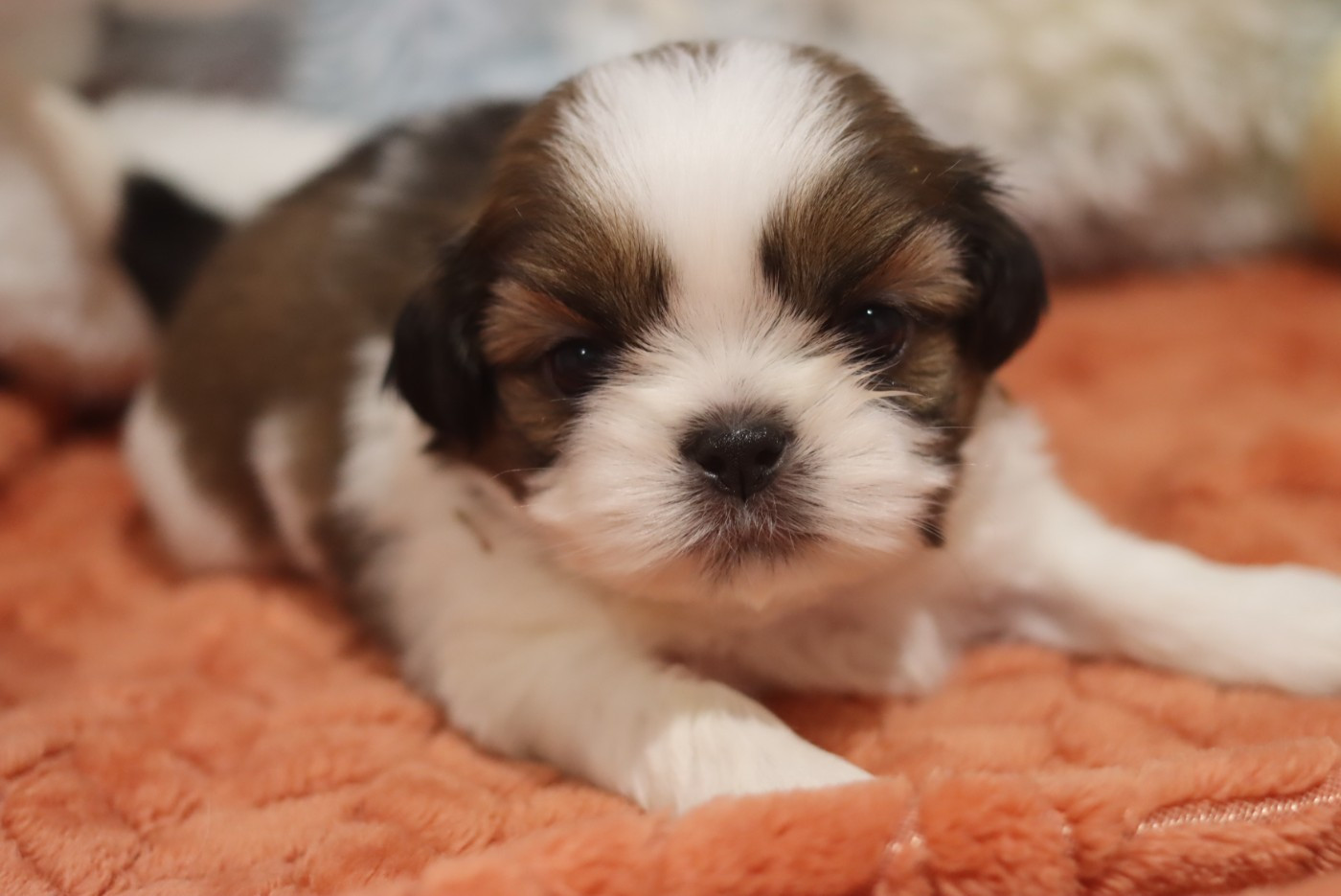 de la ferme des Mottes - Chiots disponibles - Shih Tzu