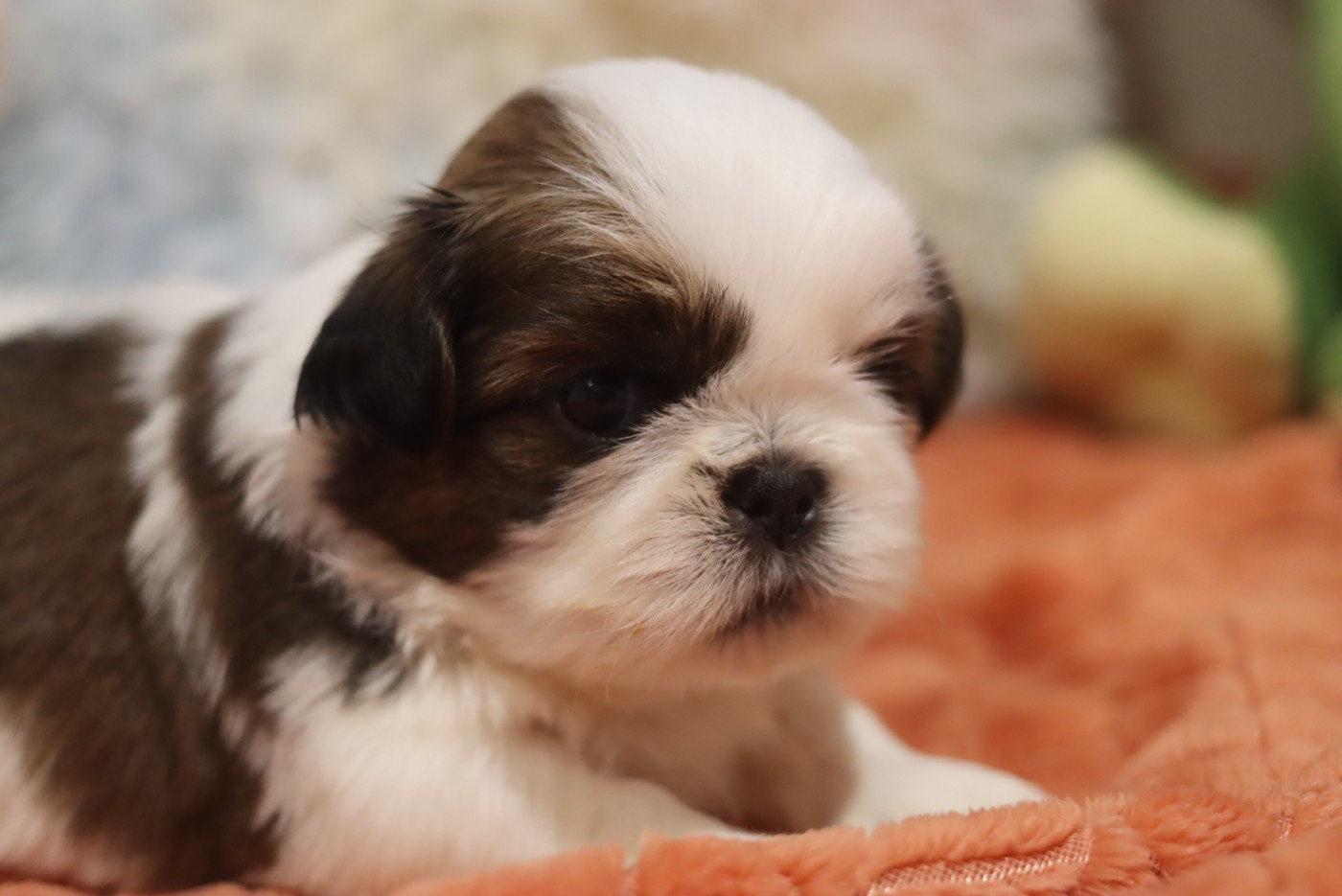de la ferme des Mottes - Chiots disponibles - Shih Tzu